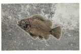 Fossil Fish (Priscacara) - Beautiful Preservation #233842-1